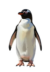 Cute Penguin Wildlife on Isolated Transparent Background Image