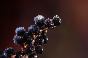 Ice crystals on a prunus plant