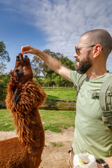 A heartwarming scene of a man feeding an alpaca in a quiet rural sanctuary, highlighting the bond between humans and animals