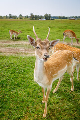 Young fallow deer with spotted coat and small antlers grazing in green meadow