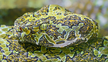 Close-up view of a Mangshan pit viper (Protobothrops mangshanensis)