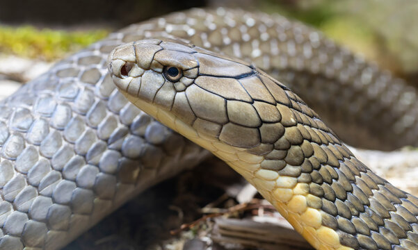 Close-up view of a King cobra (Ophiophagus hannah)