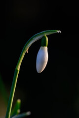 Bud of snowdrop