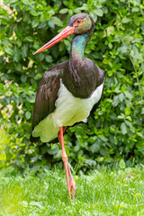 Close-up view of a Black stork (Ciconia nigra)