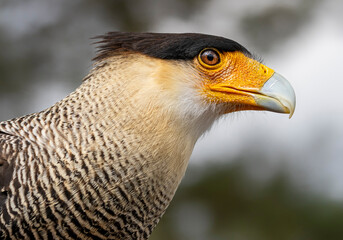 Close up view of a Southern crested caracara (Caracara plancus) 