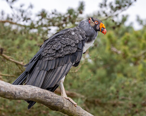 King vulture (Sarcoramphus papa)