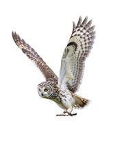 Flying Owl Detailed Wildlife Bird Predator Transparent Background