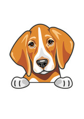 Peeking cute sad foxhound
