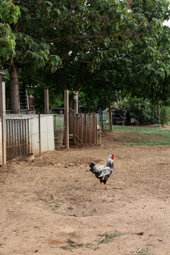Rooster wandering free on a farm