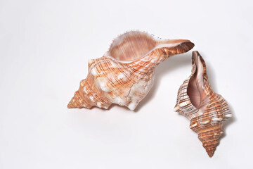 Two striped conch sea shells placed on white background in realistic photo style.