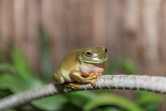 Green Tree Frog