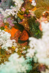 Beautiful coral fish swimming in the colourful coral reef in the Similan Islands in Thailand, Andaman Sea in Asia. Scuba Diving underwater photography