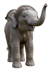 Obraz premium Cute Baby Elephant Isolated with Trunk Raised Wildlife and Nature
