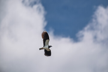 bird in flight