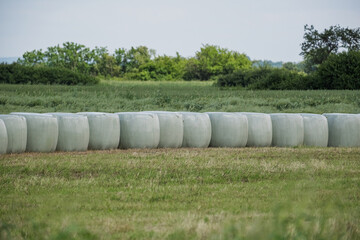 hay bales in a field