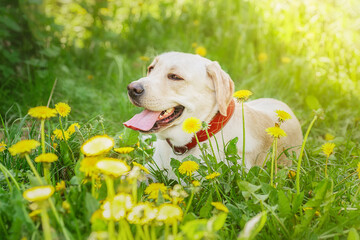 dog labrador retriever fawn color in nature...