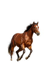 Naklejka premium Isolated Brown Horse Running Stallion Equine Transparent Background