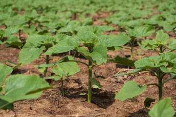 Obraz premium Young sunflower plant in the field