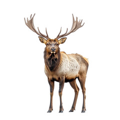Elk standing isolated on transparent background PNG