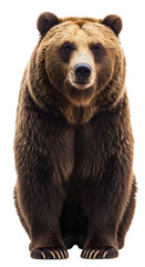 Fototapeta premium Isolated Grizzly Bear Portrait Brown Fur Detailed Animal Photo with Transparent Background