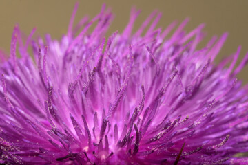 Detail of the pistils with pollen grains of the milk thistle Onopordum acanthium horizontally