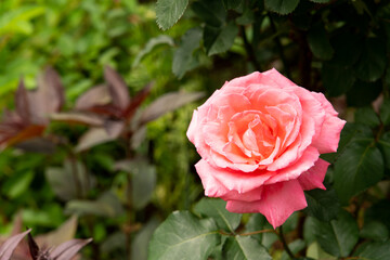 Bloom pink rose with green leave in the garden
