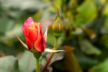 Bloom red rose with green leave in the garden