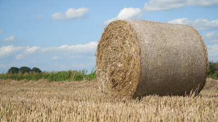 A large round bale of wheat straw on the stubble of a harvested field