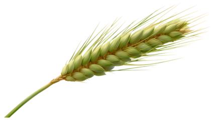 Single wheat ear isolated on transparent background, showcasing a golden grain crop ready for harvest