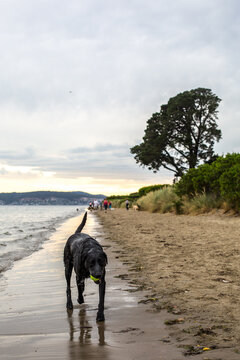 A black labrador trots along Nutgrove beach in Sandy Bay