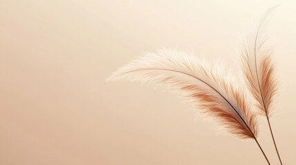 Obraz premium Diagonal placement of feather duster on a pale beige background with soft feather detail in focus