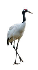 Obraz premium Elegant Black and White Crane Isolated on Transparent Background PNG Photo