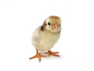 Brown chick isolated on white background	