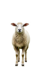 Fototapeta premium Isolated Photo of A Young Sheep with White Wool Against Black Background