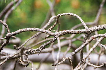 selective shot tree bare branches covered in the woods 