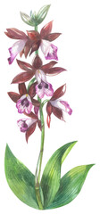 Phaius tankervilleae orchid Аustralia. 
Watercolor hand drawing painted illustration.