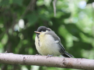 great tit parus major