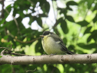great tit parus major