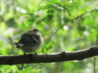 sparrow on a branch