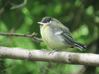 great tit parus major