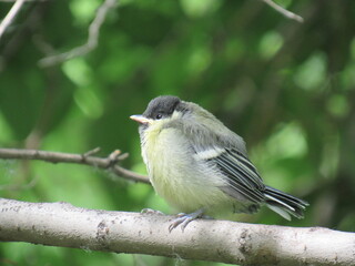 great tit parus major
