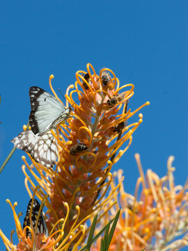 Beautiful caper butterflies and honey bees on golden yellow grevillea flowers with deep blue sky