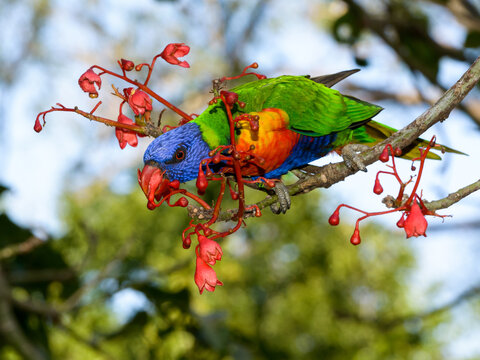 A beautiful Rainbow Lorikeet taking nectar from flame tree flowers with blurred background