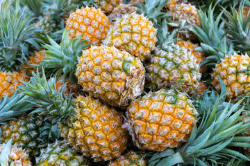 Fresh fragrant pineapples from Hainan, China