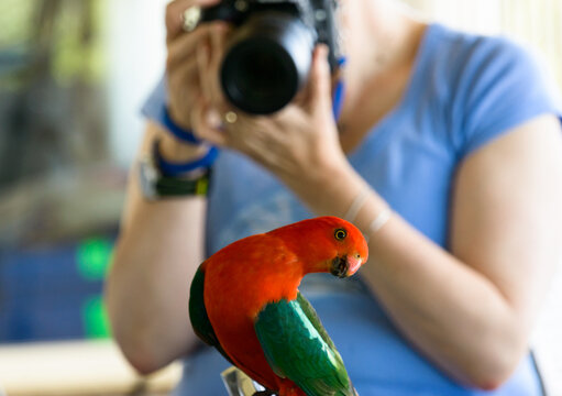 Close up view of King Parrot looking into the camera with a photographer blurred in the background