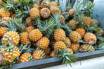 Fresh fragrant pineapples from Hainan, China
