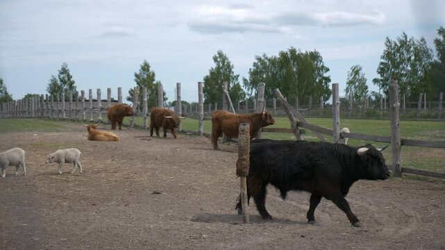 Highland cattle Black Scottish bull with big horns walks with Scottish cows and sheep on the farm. National reserve, zoo.