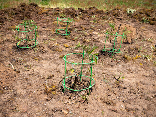  Multiple young tomato plants growing in open soil with green support cages, symbolizing early stages of gardening, farming and sustainable food production