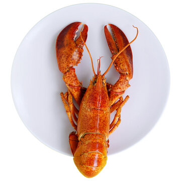 Lobster on White Saucer &ndash; Fresh Cooked Seafood on Plate Isolated on White Background, Transparent Background Seafood, Restaurant