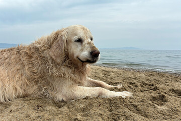 Golden Retriever Dog Sitting on Sandy Beach by the Sea, Relaxing Under Blue Sky with Calm Ocean Waves. Summer Vacation Pet Travel Concept with Copy Space.